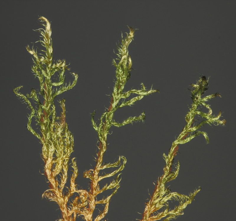 Tomentypnum falcifolium